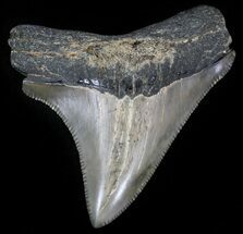 Sharp Megalodon Tooth - Maryland #29959