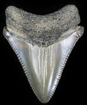 Sharp Juvenile Megalodon Tooth - Maryland #30115