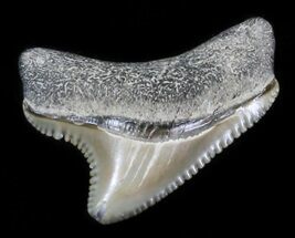 Tiny, Serrated, Baby Megalodon Tooth - Maryland #30117