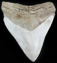 Light-Colored Megalodon Tooth - Georgia #30065