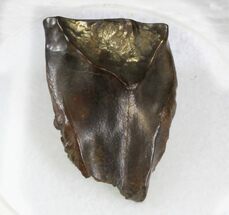 Triceratops Shed Tooth - With Golden Pyrite #30165