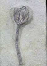 Forbesiocrinus Crinoid Fossil - Indiana #29393