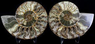 Wide Split Ammonite Pair - Crystal Pockets #30166