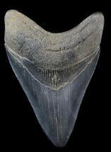 Sharp Megalodon Tooth - Georgia River Find #30370