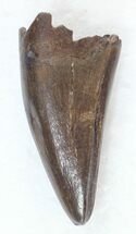 Tyrannosaur Premax Tooth (Aublysodon) - Montana #30472