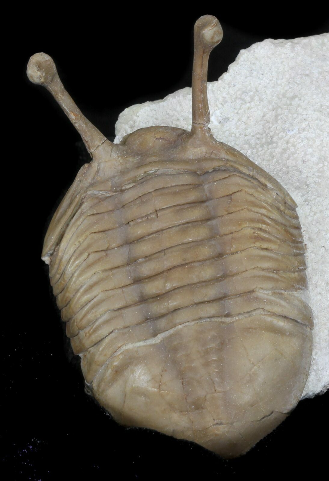 Stalk Eyed Asaphus Kowalewskii Trilobite - 2.45