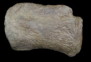 Edmontosaurus Phalange (Toe Bone) - long #30484
