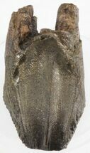 Big Triceratops Tooth - Montana #30496