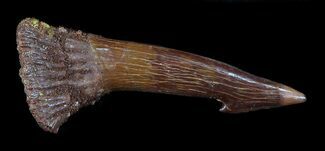 Beautiful Onchopristis (Giant Sawfish) Rostral Barb #30694