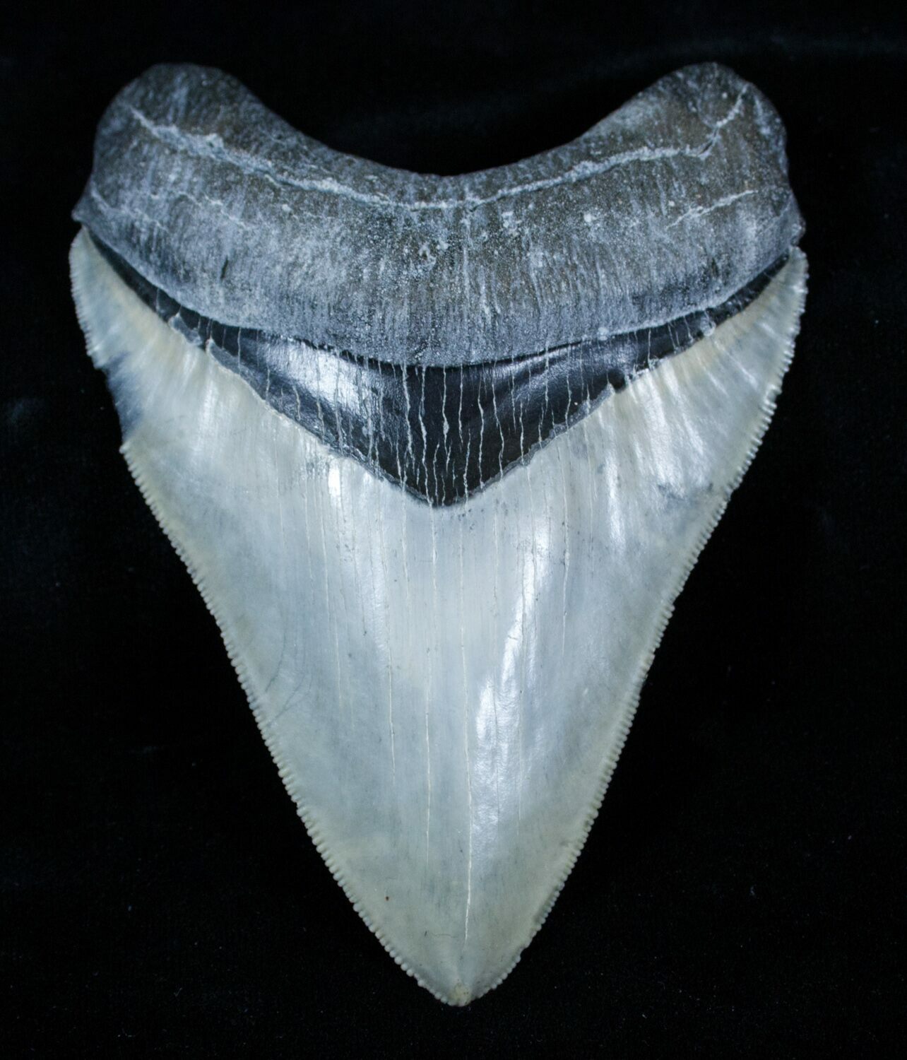 4.11 Inch Venice, Florida Megalodon Tooth For Sale (#3787) - FossilEra.com