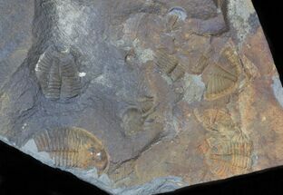 Plate of Partial Ogyginus - Classic British Trilobites #30799