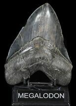Huge, Serrated Megalodon Tooth - South Carolina #31056