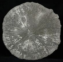 Large Pyrite Sun - Illinois #31169