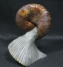 World Class, Red Iridescent Hoploscaphities Ammonite #31408