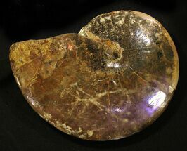 Sphenodiscus Ammonite With Rare Purple Iridescence #31426