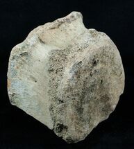 Inch Wide Triceratops Vertebra From Montana #3833