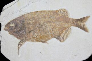 Nice Phareodus Fish Fossil - Visible Teeth #31471