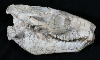 Nicely Prepared Oreodont (Merycoidodon) Skull #31518