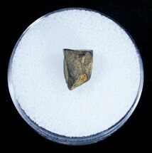 Inch Shed Edmontosaurus Tooth #1263