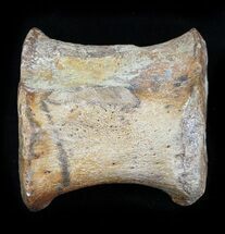 Well Preserved Hadrosaur Caudal Vertebrae - Texas #31723
