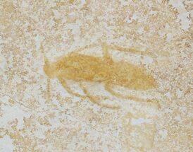 Fossil Wasp (Pseudosirex?) - Solnhofen Limestone #31709