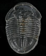 Asaphiscus Trilobite On Calcite Wafer - Utah #32761