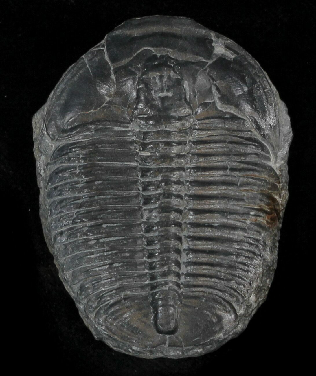 Large 157 Elrathia Trilobite In Shale Utah For Sale 32777