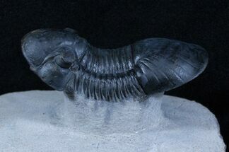 Nice Paralejurus Trilobite - #3908