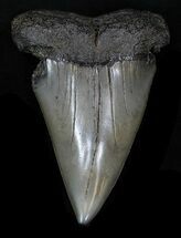 Huge Fossil Mako Shark Tooth - #32999