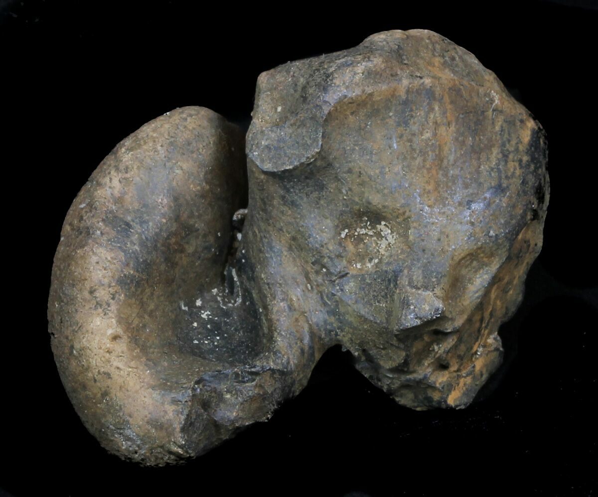 Fossil Manatee (Trichechus) Ear Bone Florida For Sale (33304