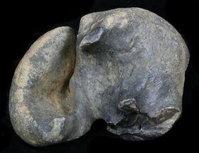 Fossil Manatee (Trichechus) Ear Bone - Florida #33322