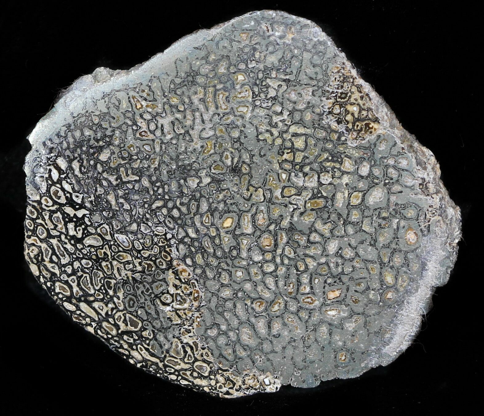 pyritized dinosaur bone