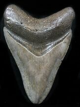 Serrated Megalodon Tooth - St Mary's River, Georgia #32848