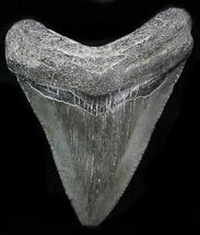 Megalodon Tooth - Georgia #32877