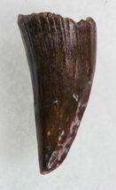 Nice Eryops Tooth - Giant Permian Amphibian #33535