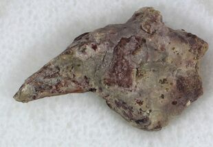 Dimetrodon Claw From Oklahoma #33604
