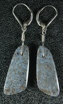 Powder Blue Agatized Dinosaur Bone Earrings #33829