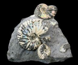 Beautiful Hoplocaphites Ammonite Cluster - South Dakota #34167