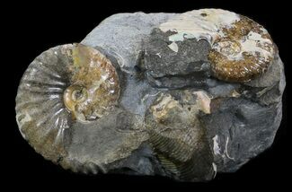 Hoploscaphites Ammonite Pair - South Dakota #34178