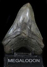 Sharp Megalodon Tooth - South Carolina #34358