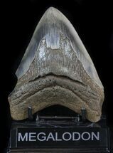 Uniquely Colored Megalodon Tooth - Serrated #34361