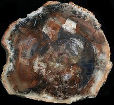 Colorful Madagascar Petrified Wood Slab - #34483