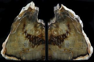 Sequoia Petrified Wood Bookends - Oregon #34500
