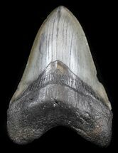Megalodon Tooth - South Carolina #34265