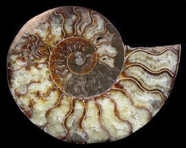 Ammonite Fossil (Half) - Million Years #34541