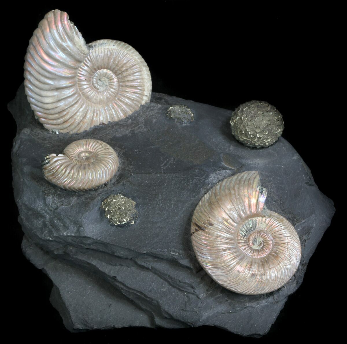 fossil ammonite