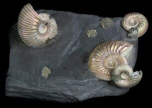 Iridescent Ammonite Fossils Mounted In Shale - x #34585