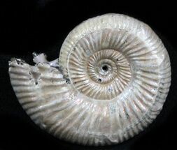 Iridescent Binatishinctes Ammonite Fossil - Russia #34591