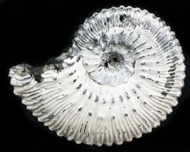Iridescent Ammonite (Kosmoceras) Fossil - Russia #34610