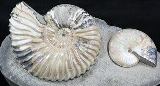 Iridescent Deschaesites & Aconeceras Ammonites #34631